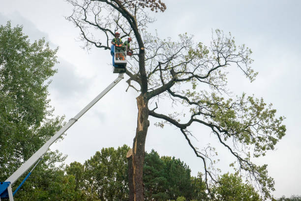 How Our Tree Care Process Works  in  Pontoon Beach, IL